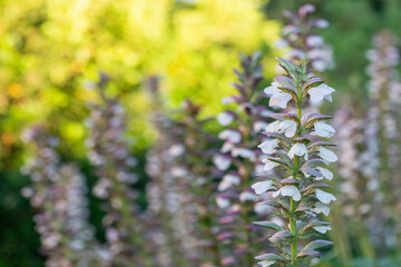 Obraz premium Gros plan sur des acanthes au printemps