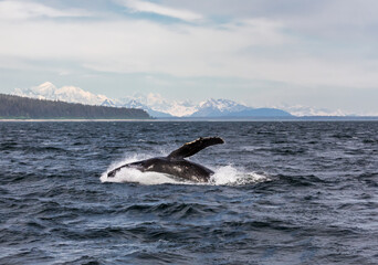 Large humpback whale splashing in deep ocean waves in Icy Strait Point in Alaska on a beautiful sunny summer day with wispy clouds.