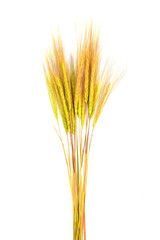 Fototapeta premium bunch of ears of dry wild rye or dried flowers