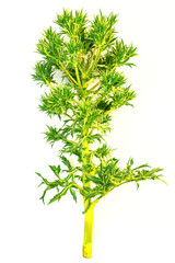 field plant eryngium or thistle prickly field plant