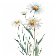 Fototapeta premium Watercolor painting of delicate daisy flowers with green stems and leaves isolated on a white background