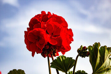 red geranium plant