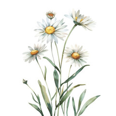 Fototapeta premium Watercolor painting of delicate daisy flowers with green stems and leaves isolated on a white background