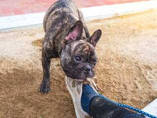 french bulldog chewing the owner shoes in a park