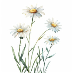 Watercolor painting of delicate daisy flowers with green stems and leaves isolated on a white background