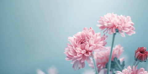 Pink flowers wallpaper iphone 6 wallpapers for iphone 6 plus, iphone 