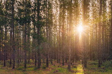 Kuitpo forest reserve with sunset squeezing through pine trees, South Australia