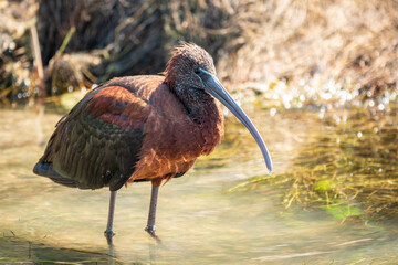 The glossy ibis, latin name Plegadis falcinellus, searching for food in the shallow lagoon.