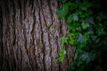 Plantas y flores en el campo en verano. Plantas y flores en el campo por la mañana. flores plantas silvestres y amapolas. explosión de flores y plantas en primavera en españa