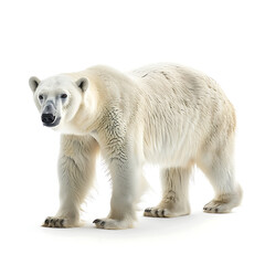 Polar Bear Day, Polar Bear