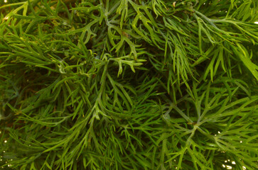 dill isolated on white background