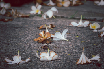 A bunch of white flowers are scattered on the ground