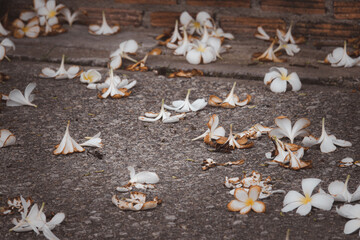 A pile of white flowers on the ground
