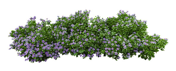 Tropical plant purple flower fence bush green shrub tree isolated on white background with clipping path.