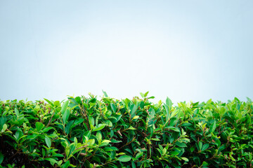 Fototapeta premium A lush green hedge with no leaves on it
