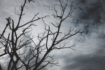 A tree with no leaves is silhouetted against a cloudy sky