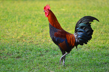 Beautiful chickens in Kanchanaburi, Thailand