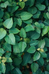 overhead shot of numerous overgrown Japanese knotweed bushes, spade-shaped leaves, super realistic detail 