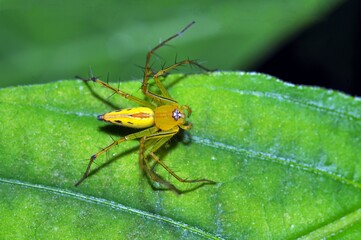 close up of spider on a green leaf