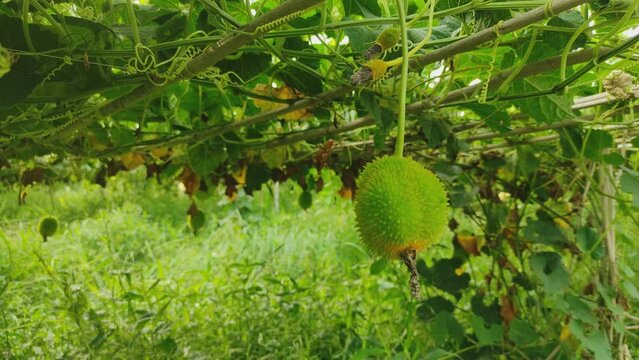 spiny gourd or spine gourd or bristly balsma pear, prickly carolaho, teasle gourd, kantola,