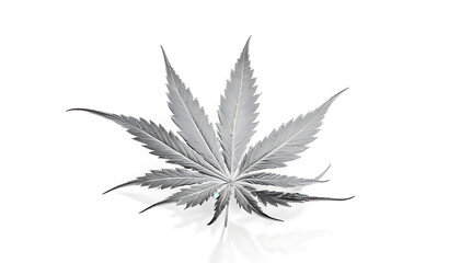 cannabis leaf isolated on white