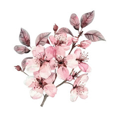 Watercolor illustration of a cluster of pink cherry blossoms with branches and leaves isolated on a white background