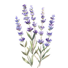Naklejka premium Watercolor illustration of lavender sprigs with delicate leaves isolated on a white background