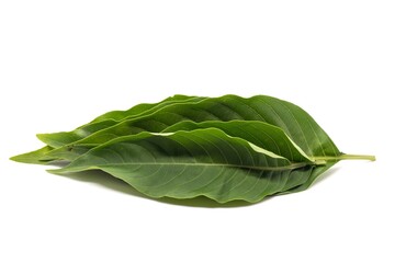 Justicia Adhatoda Leaves or Malabar Nut Leaves Isolated on White Background with Copy Space, Also Known as Adulsa or Vasaka, Uses Ayurvedic Herbal Medicine