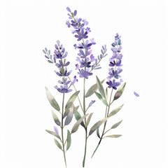 Watercolor illustration of lavender sprigs with delicate leaves isolated on a white background