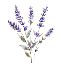 Naklejka premium Watercolor illustration of lavender sprigs with delicate leaves isolated on a white background