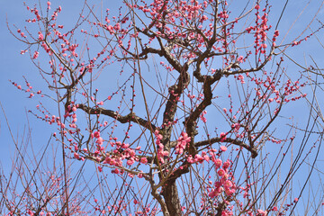 大阪城の梅