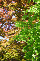 Green leaves in the forest. Lush foliage in the sunlight. Beautiful forest scene, bottom view. Background cover page. Ecology or greenery wallpaper.