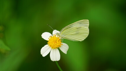White butterfly is sucking nectar from flowers on a sunny day © Nguyen Thi Nhu Quynh