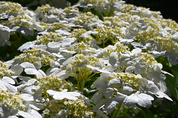 Blooming white flowers of Viburnum. An ornamental shrub in the garden. White flowers close up. Spring blossom branch of blooming tree. 