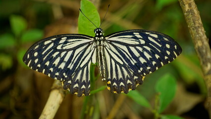 Cận cảnh bướm Papilio clytia
