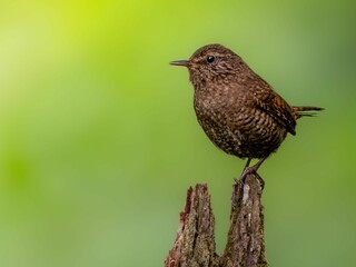 森の中で枯れ木に留まっているミソサザイ