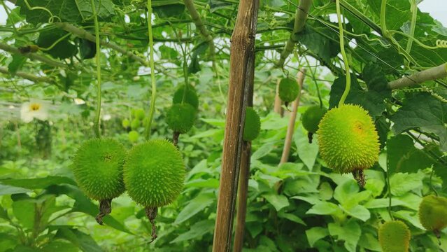 young organics spiny gourd growing on tree.
Spiny gourd hanging tree nature.