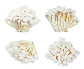 Shimeji mushroom isolated on white background.