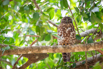 Brown Boobook or Brown Hawk-owl bird sits on a branch