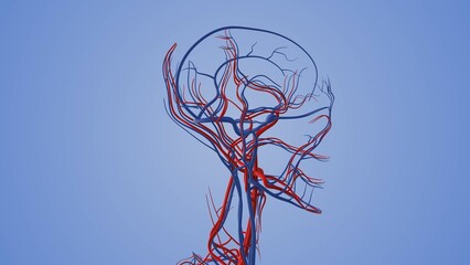 Medical animation of the circulatory system in human head