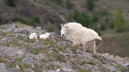 Fototapeta premium mt st helens mountain goats