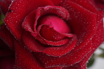 Beautiful large red rose with dew drops close up