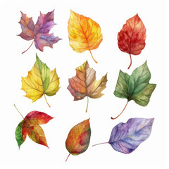 Obraz premium Watercolor painting of a collection of autumn leaves with vibrant colors isolated on a white background