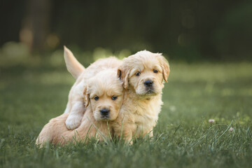 small dog newborn puppy one month old golden retriever labrador walks in the park in nature in...