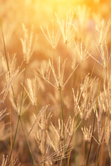 Grass and meadow with light from the sun