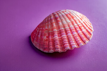 pink seashell on a purple background. representing the colors of summer in the style of fashion photography for an advertising campaign