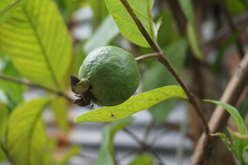 A bunch of fresh guava hanging on the tree, Unripe guava on a twig in a guava garden, guava cultivation in the tropical season