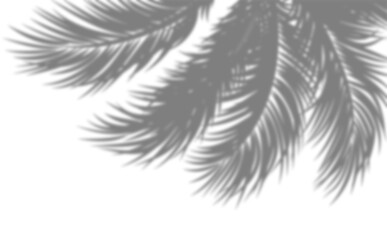 Obraz premium Palm tree branches shadow overlay. Tropical shadow overlay effect with transparent background