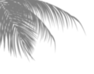 Palm tree branches shadow overlay. Tropical shadow overlay effect isolated on transparent background