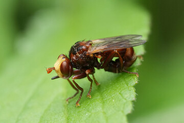 Closeup on the European Thick-headed ferroginous bee-grabber fly, Sicus ferrugineus
